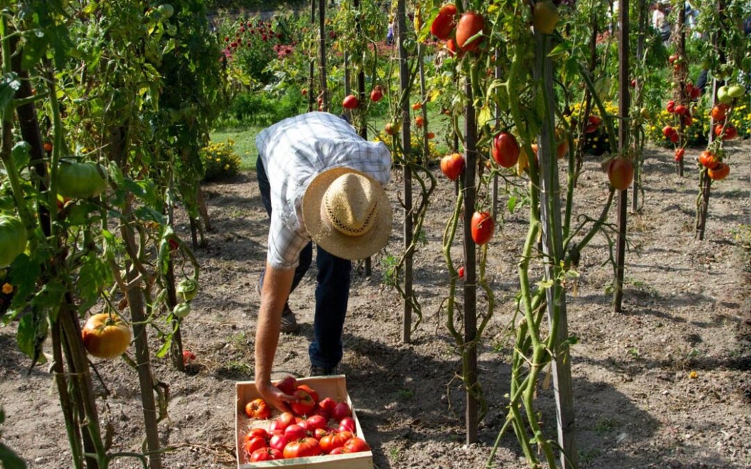 Comprendiendo la Compensación para Trabajadores Agrícolas en Fresno: Lo que los Trabajadores del Campo Deben Saber
